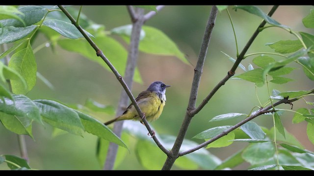 Mourning Warbler x Common Yellowthroat (hybrid) - ML620728201