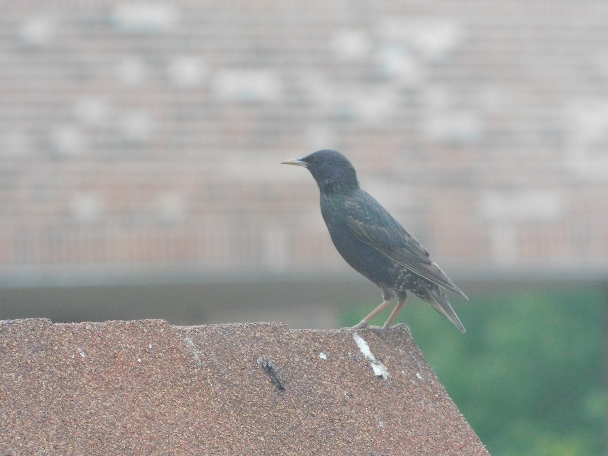 European Starling - ML620728203