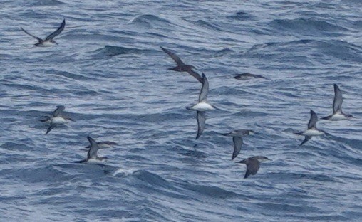 Yelkouan Shearwater - ML620728205