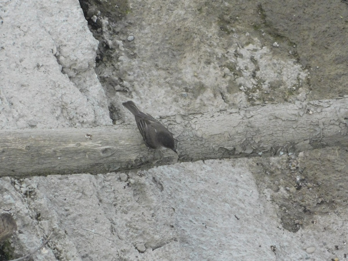 Eastern Phoebe - ML620728208