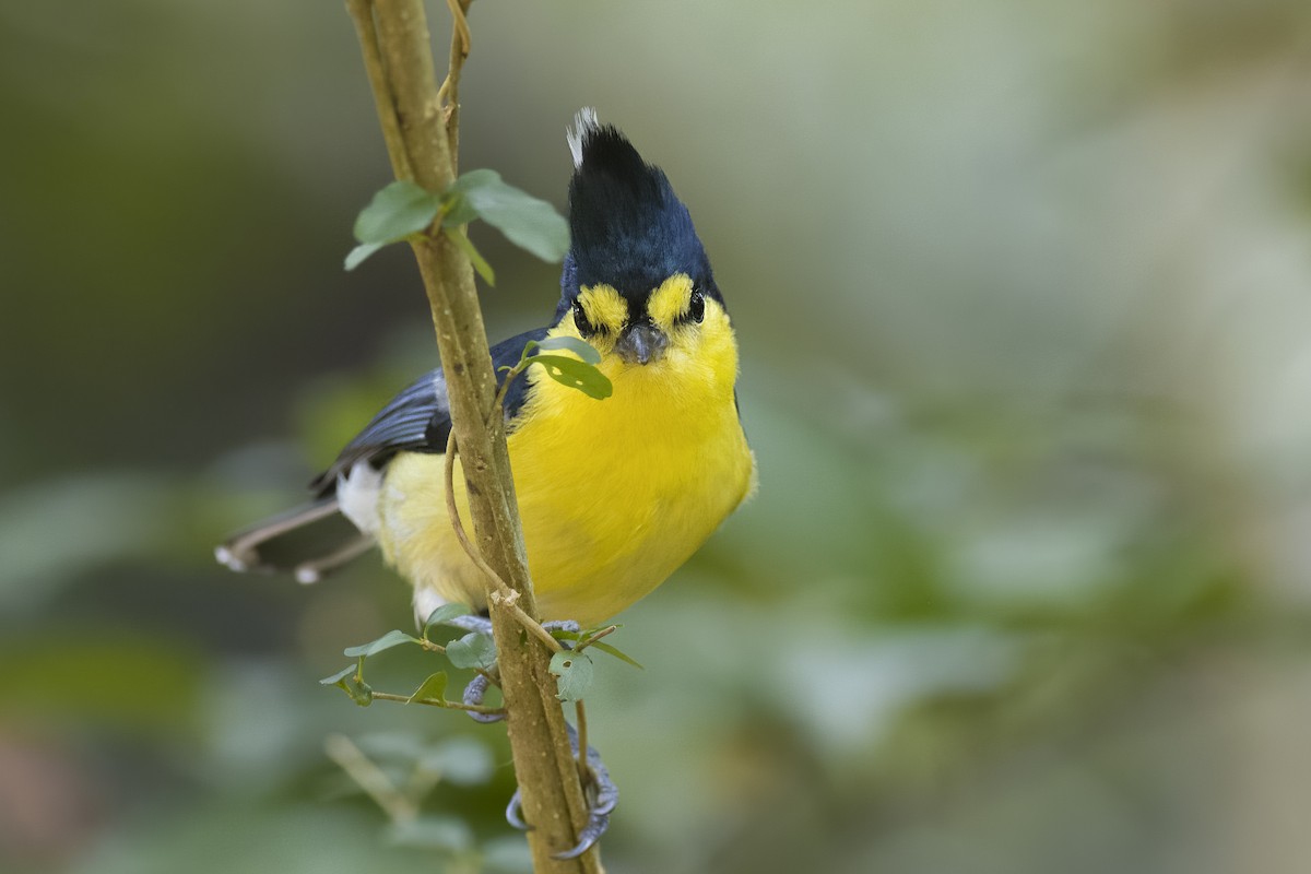 Taiwan Yellow Tit - ML620728209