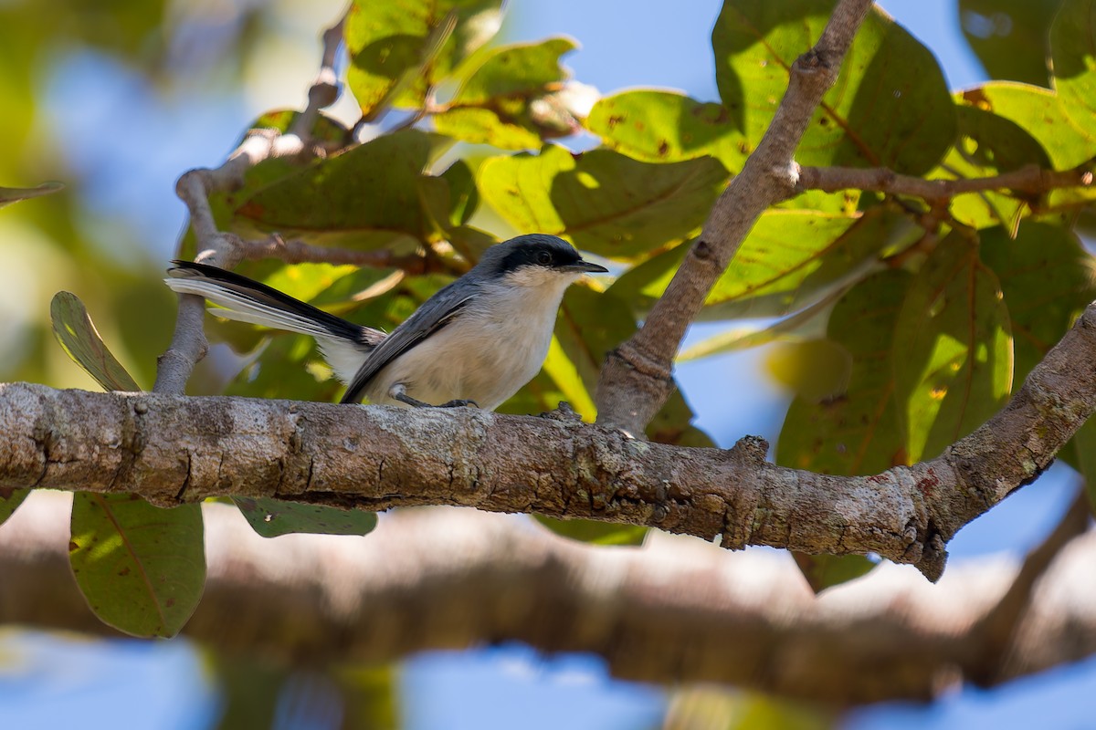 Masked Gnatcatcher - ML620728210