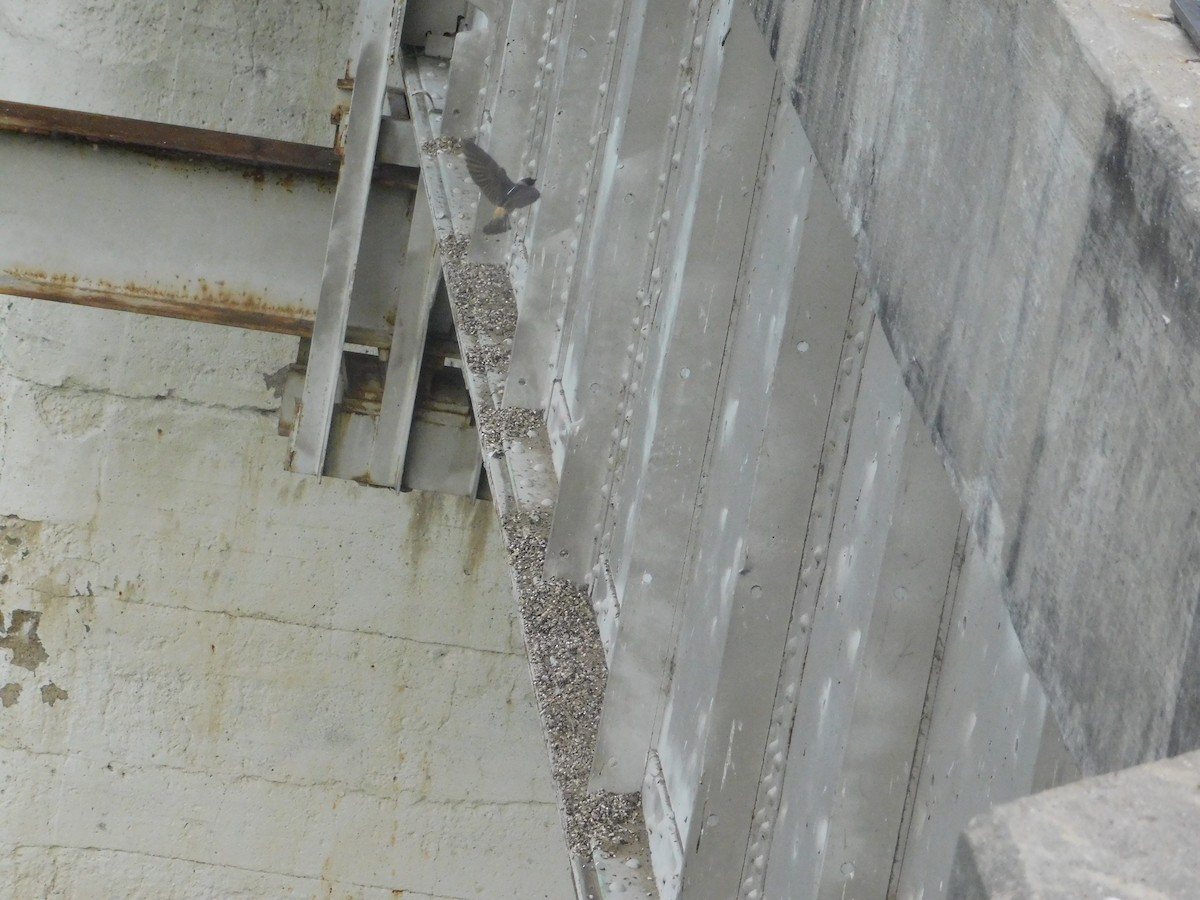 Cliff Swallow - ML620728212