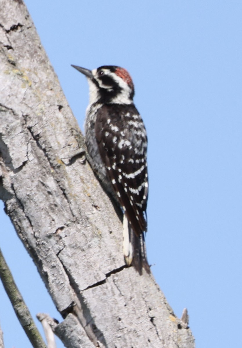 Nuttall's Woodpecker - ML620728214