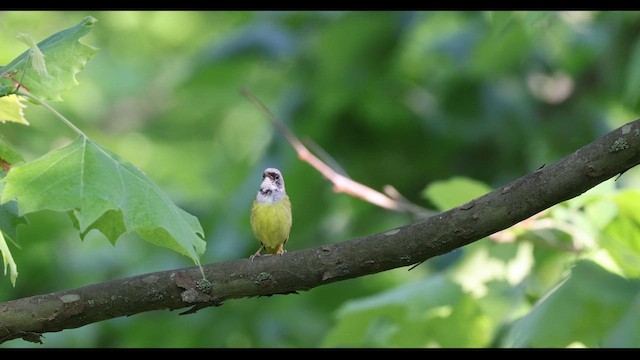 Mourning Warbler x Common Yellowthroat (hybrid) - ML620728219