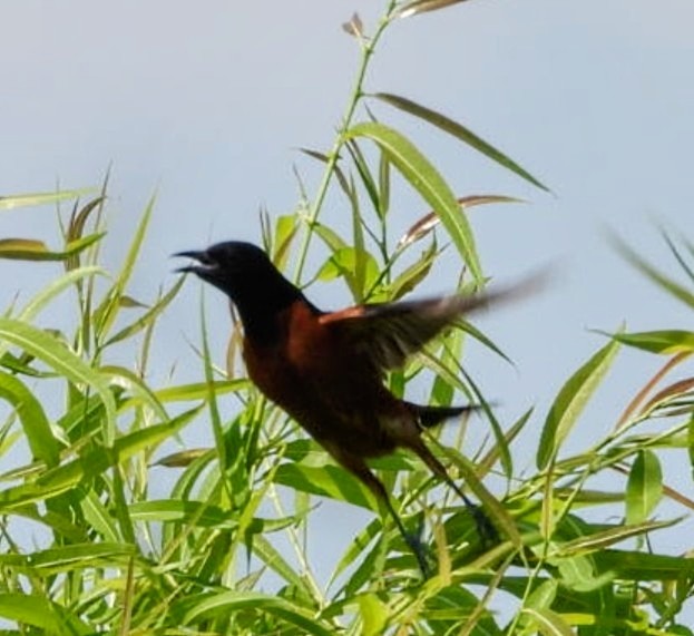 Orchard Oriole - ML620728250