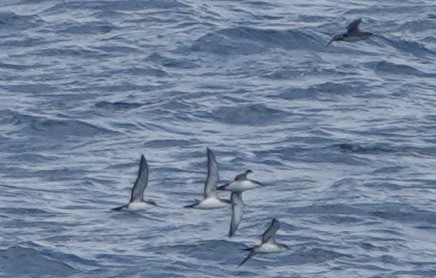 Balearic Shearwater - ML620728256