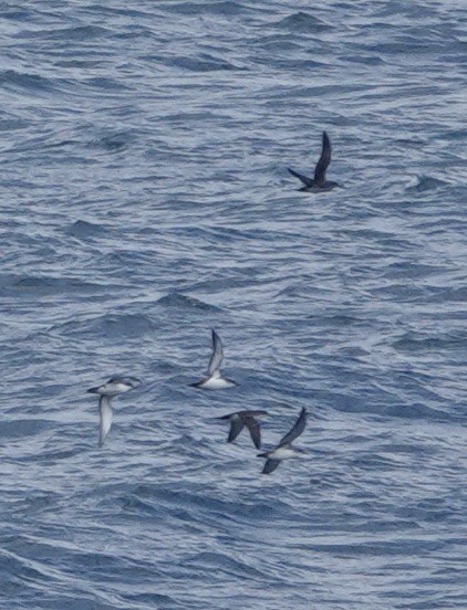 Balearic Shearwater - ML620728258