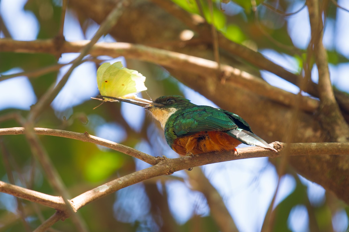 Rufous-tailed Jacamar - ML620728265