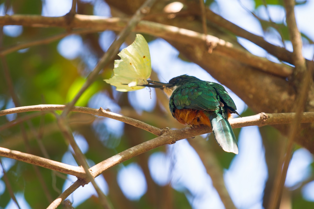 Rufous-tailed Jacamar - ML620728268