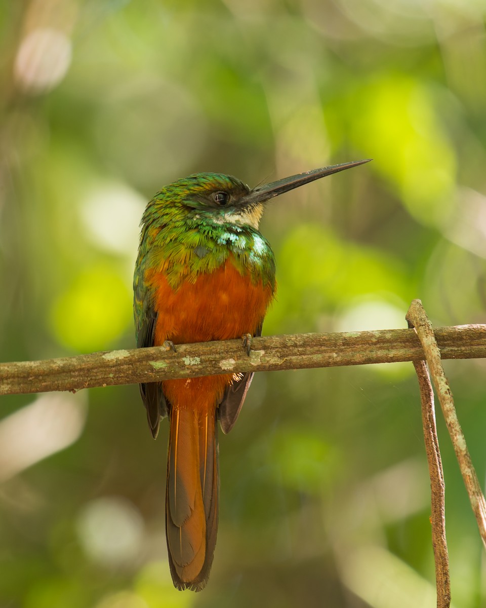 Rufous-tailed Jacamar - ML620728270