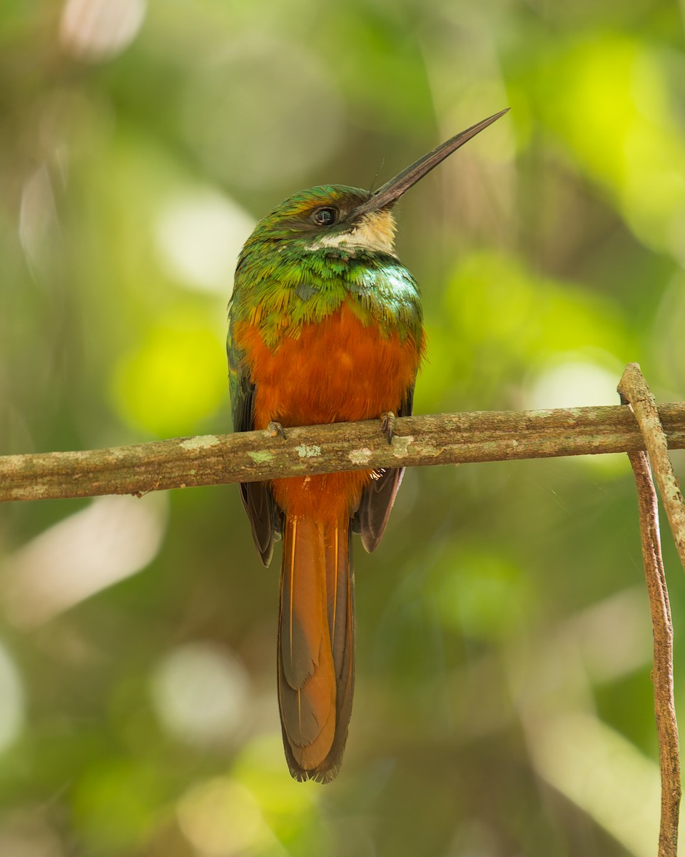 Rufous-tailed Jacamar - ML620728271