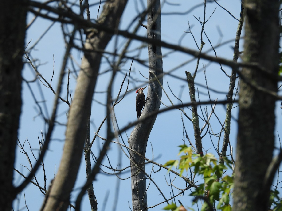 Pileated Woodpecker - ML620728274