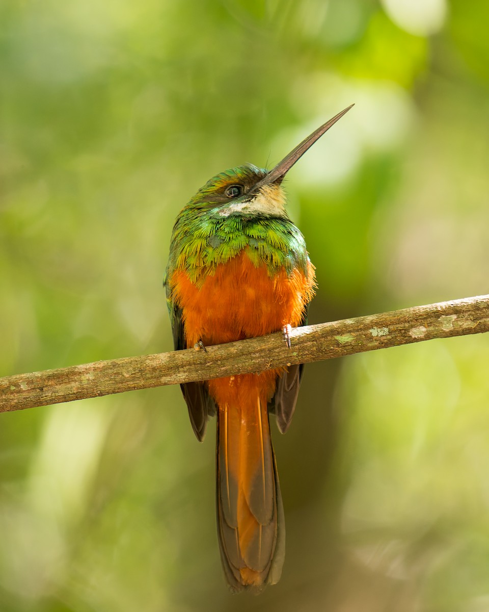 Rufous-tailed Jacamar - ML620728275