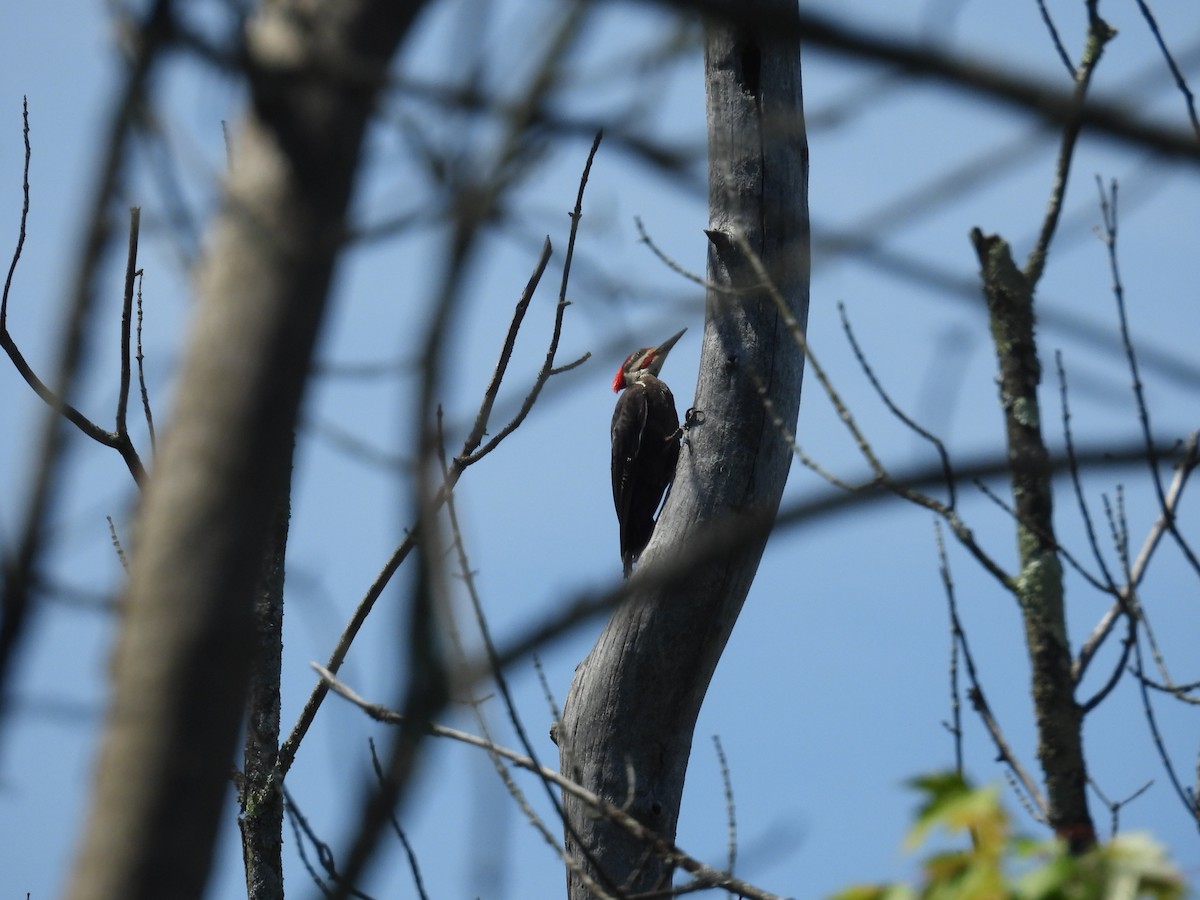 Pileated Woodpecker - ML620728278