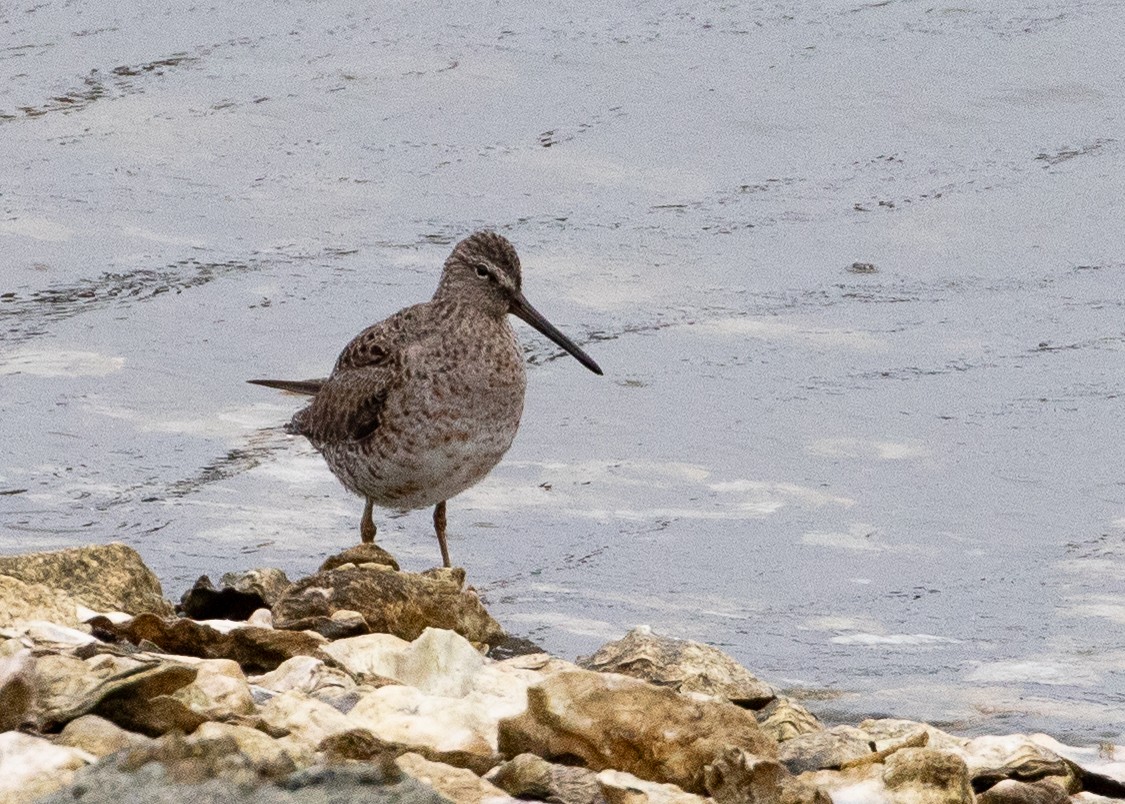 kortnebbekkasinsnipe - ML620728281