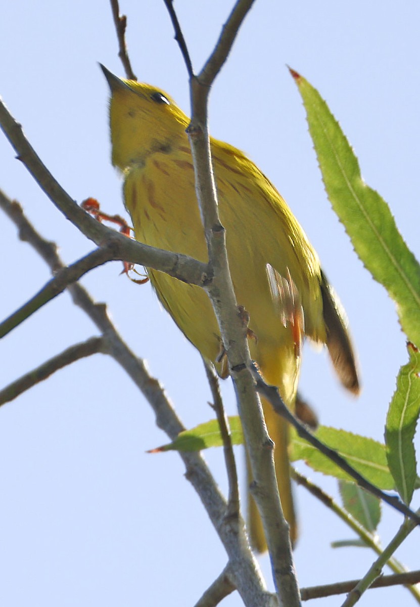 Yellow Warbler - ML620728284