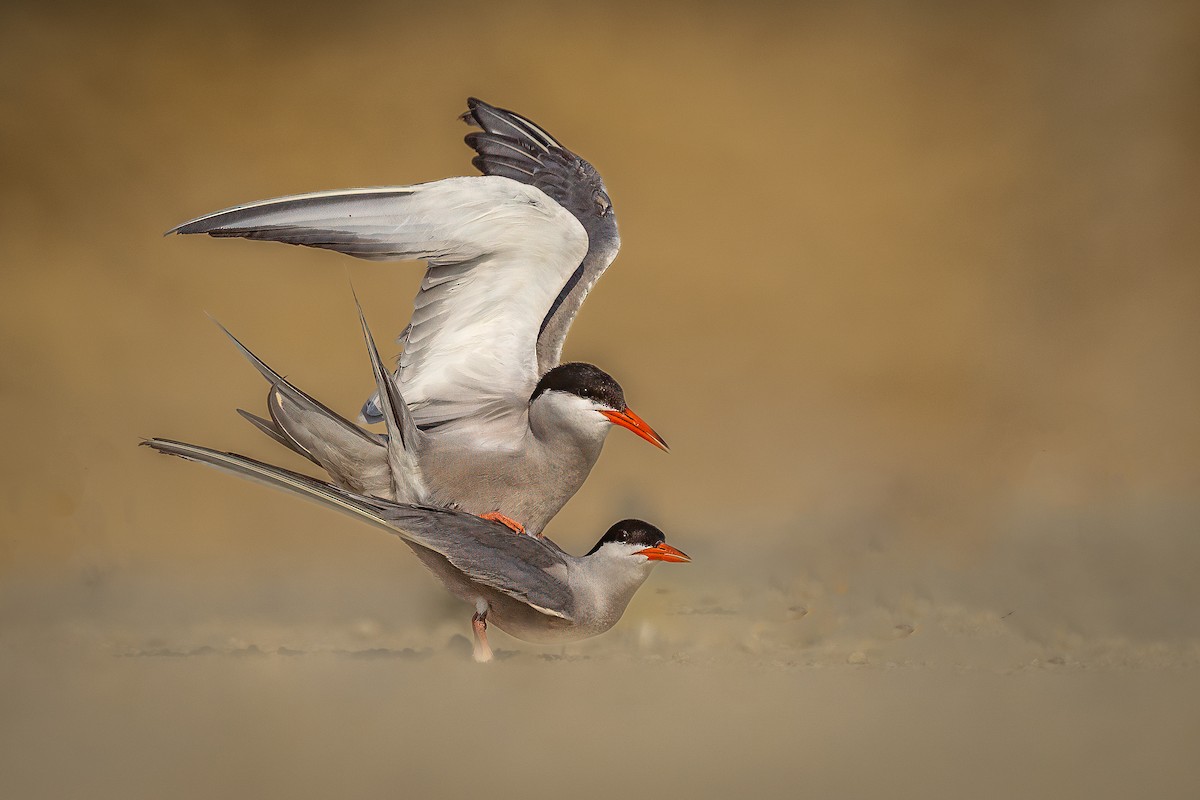 White-cheeked Tern - ML620728286