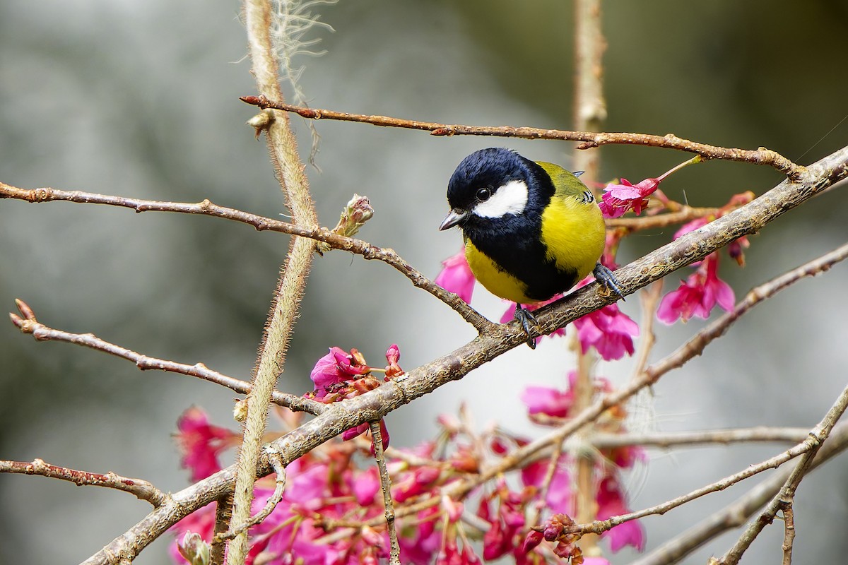 Green-backed Tit - ML620728289