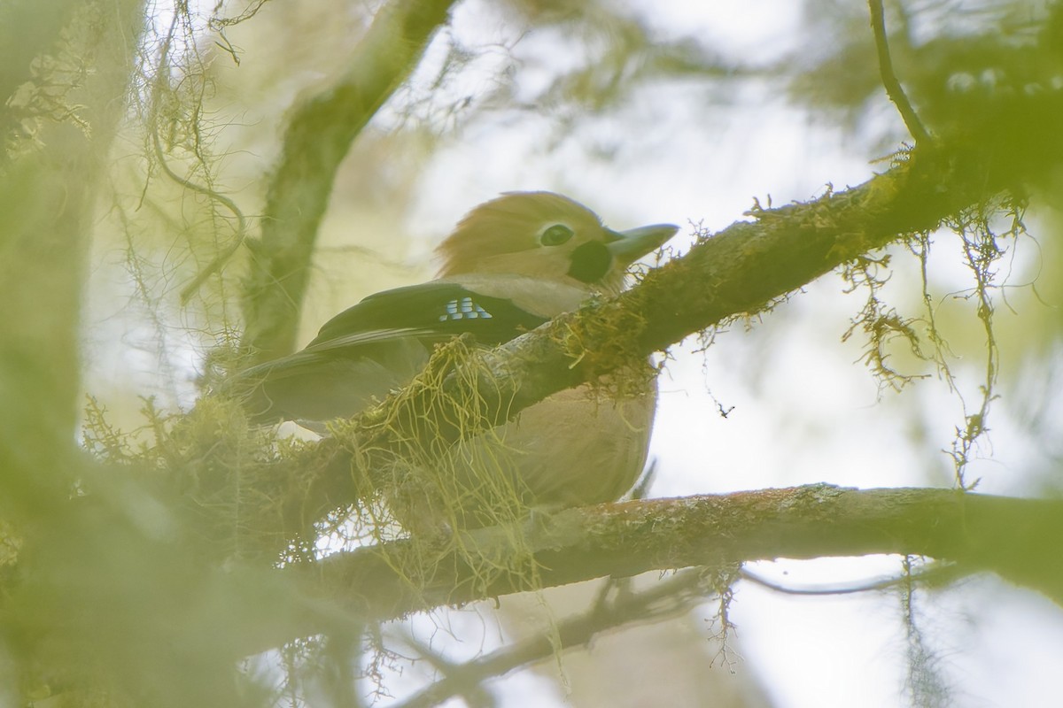 Eurasian Jay - ML620728290