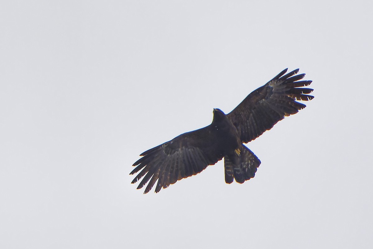 Águila Milana - ML620728292