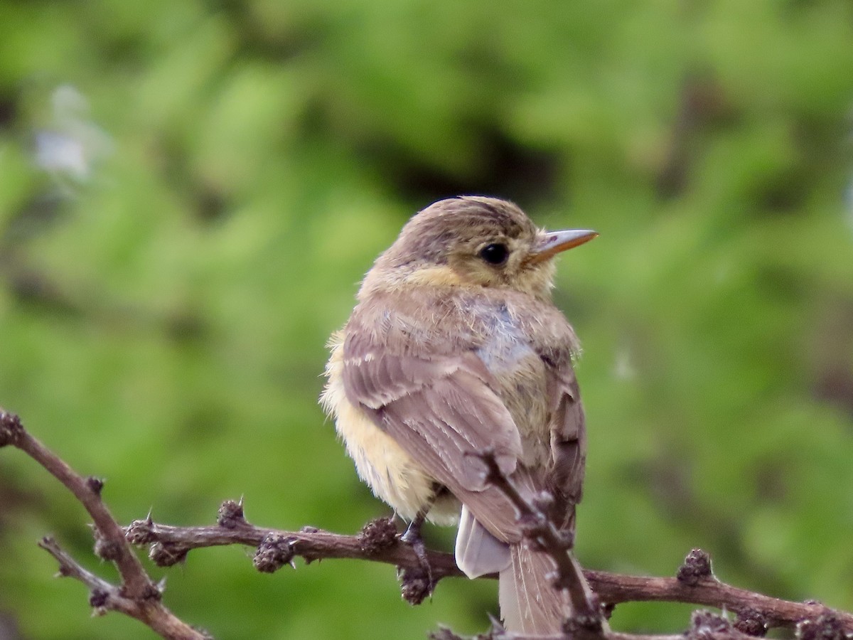 Buff-breasted Flycatcher - ML620728294