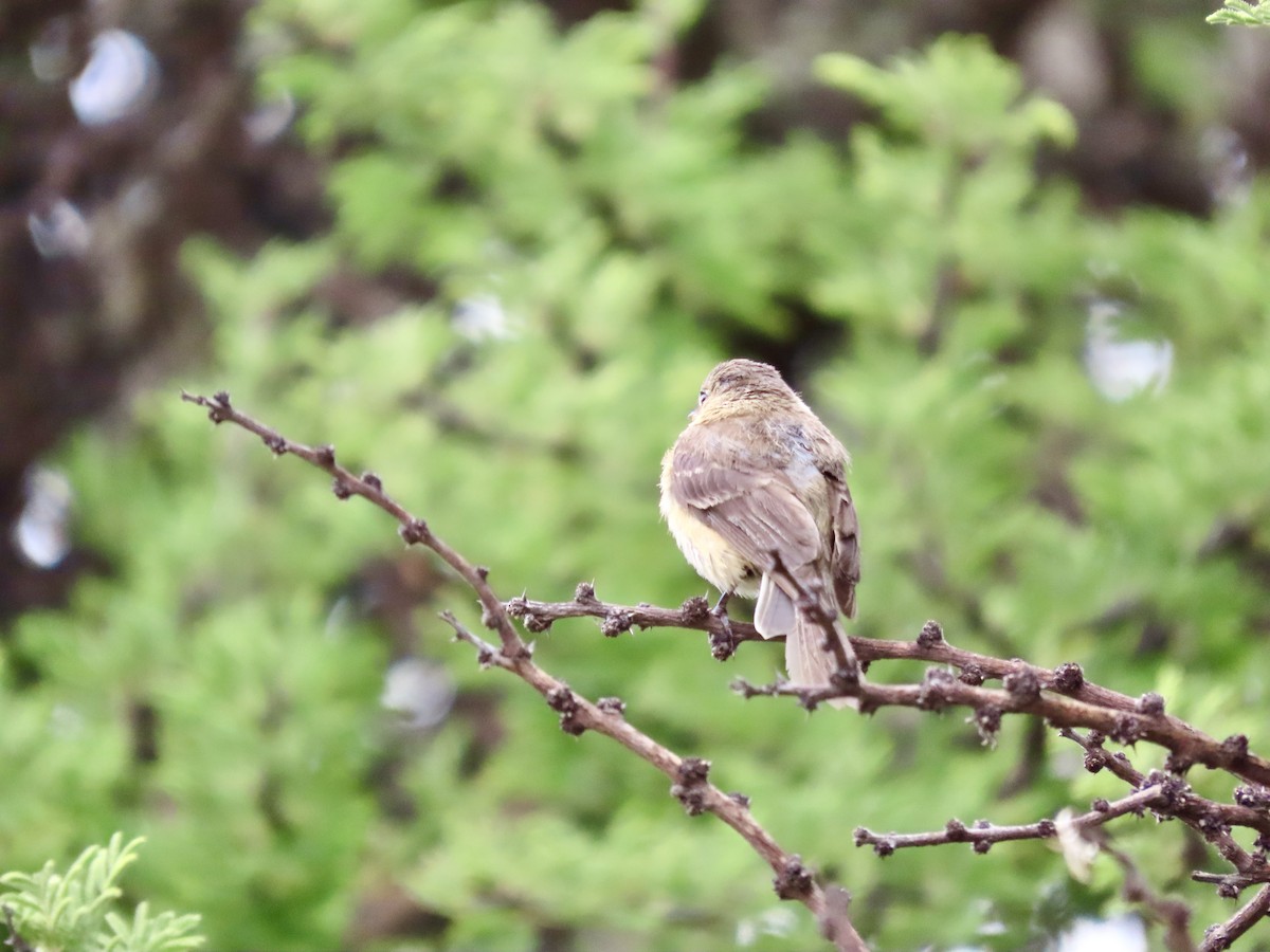 Buff-breasted Flycatcher - ML620728296