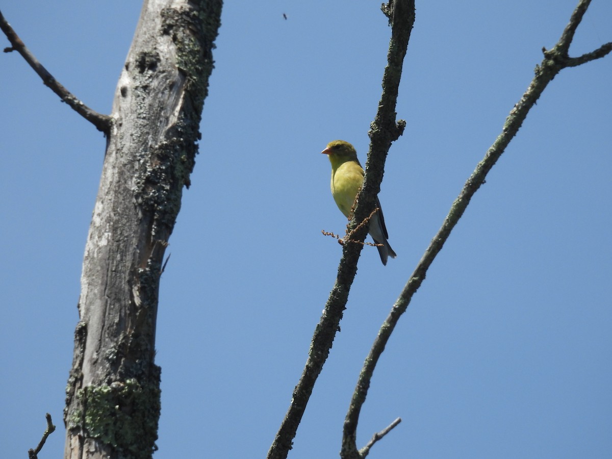 Chardonneret jaune - ML620728298