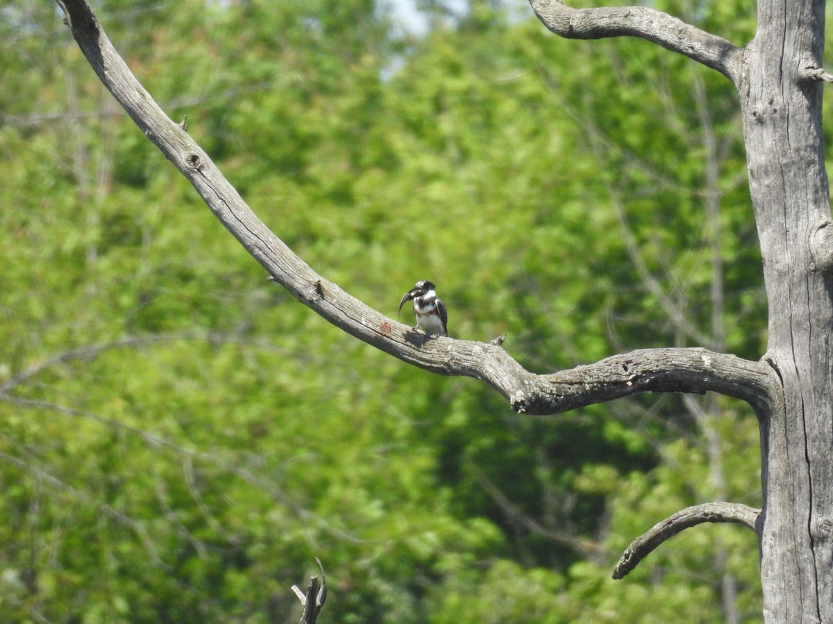 Belted Kingfisher - ML620728304