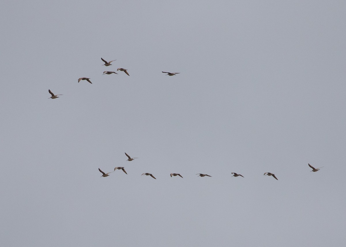 Marbled Godwit - ML620728308