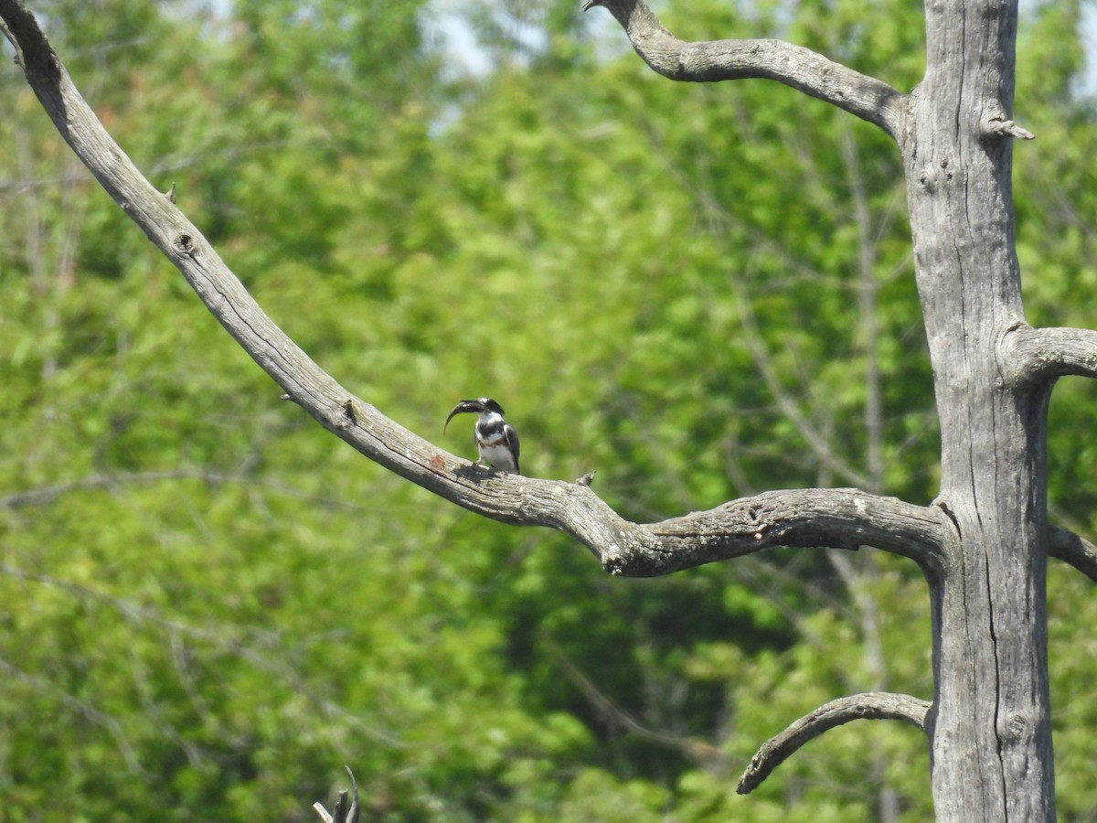 Belted Kingfisher - ML620728309