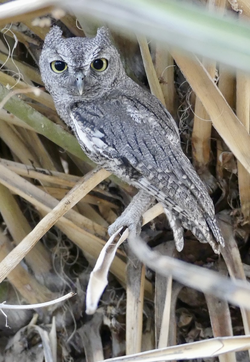 Western Screech-Owl - ML620728310