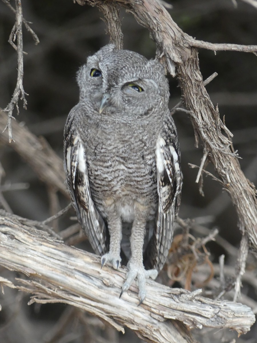 Western Screech-Owl - ML620728311