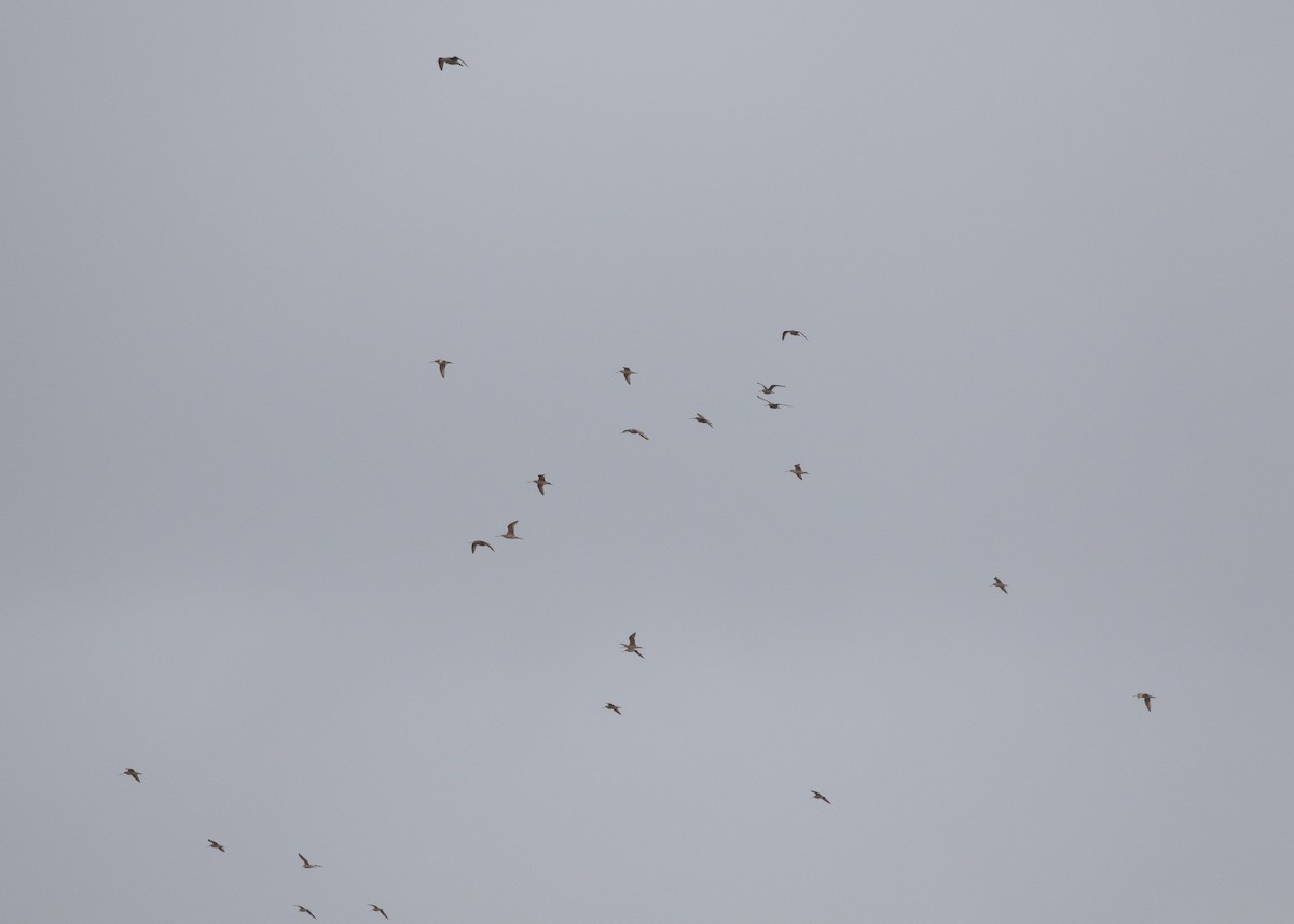 Marbled Godwit - ML620728313