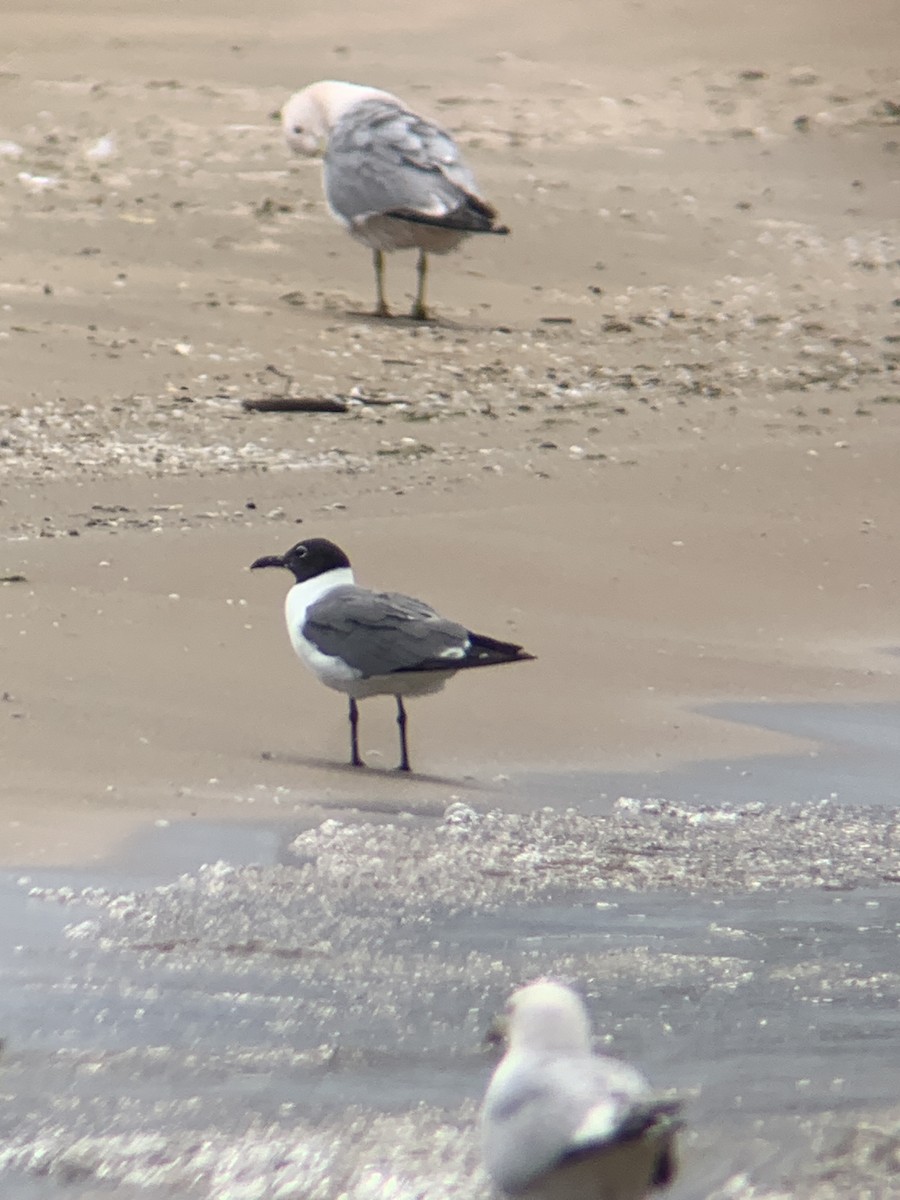 Laughing Gull - ML620728316