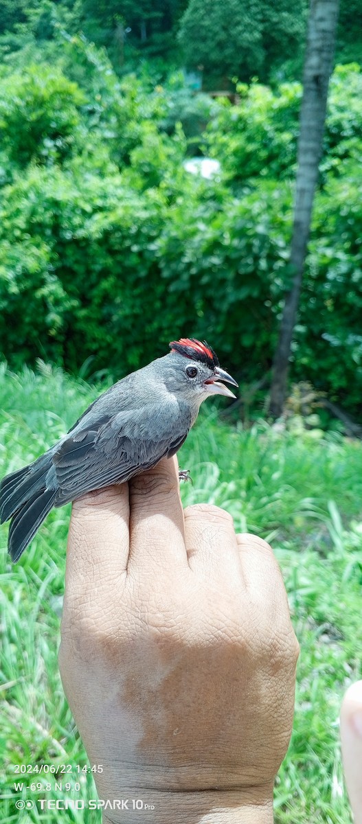 Pileated Finch - ML620728320