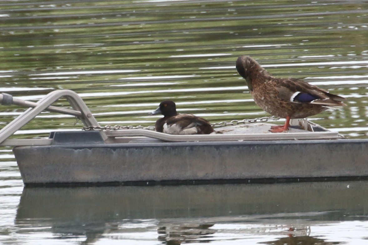 Ring-necked Duck - ML620728324