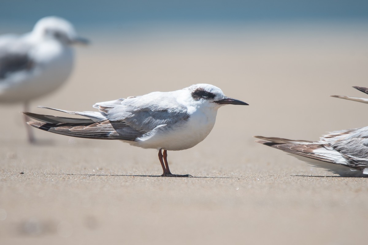 Forster's Tern - ML620728333