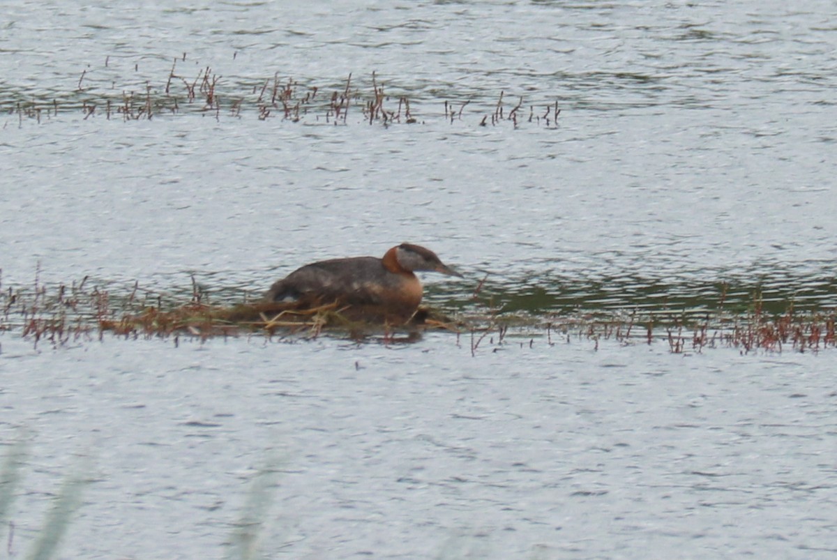Red-necked Grebe - ML620728337