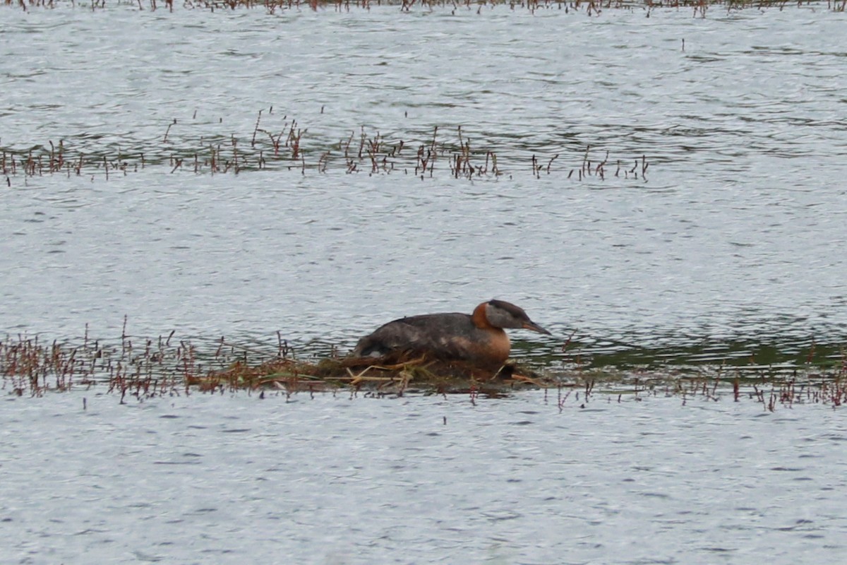 Red-necked Grebe - ML620728339