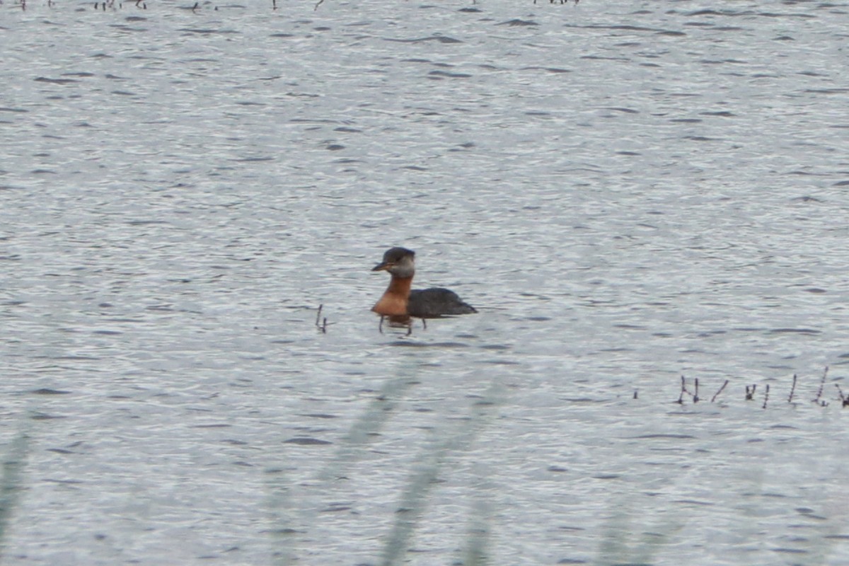 Red-necked Grebe - ML620728340