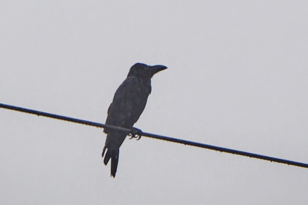 Large-billed Crow - ML620728341