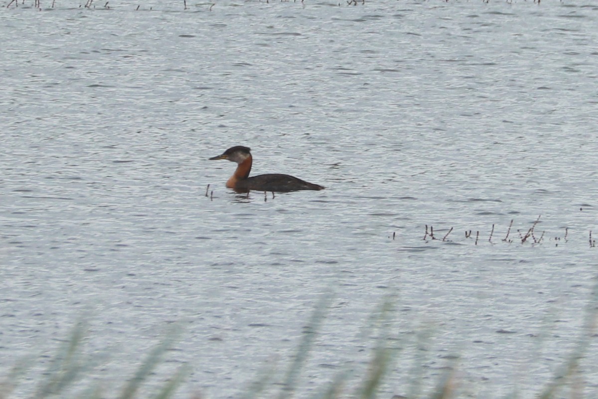 Red-necked Grebe - ML620728343