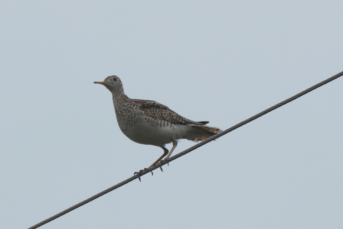 Upland Sandpiper - ML620728357