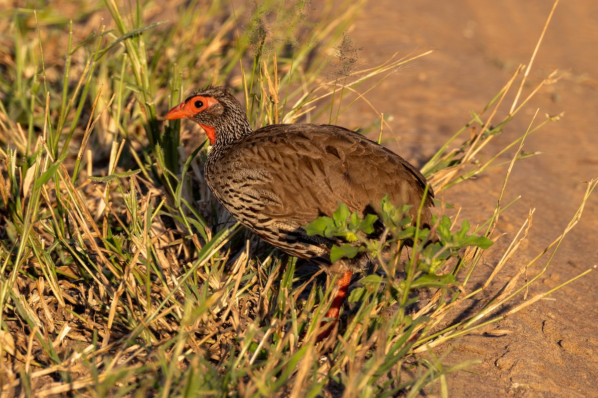 Red-necked Spurfowl - ML620728362