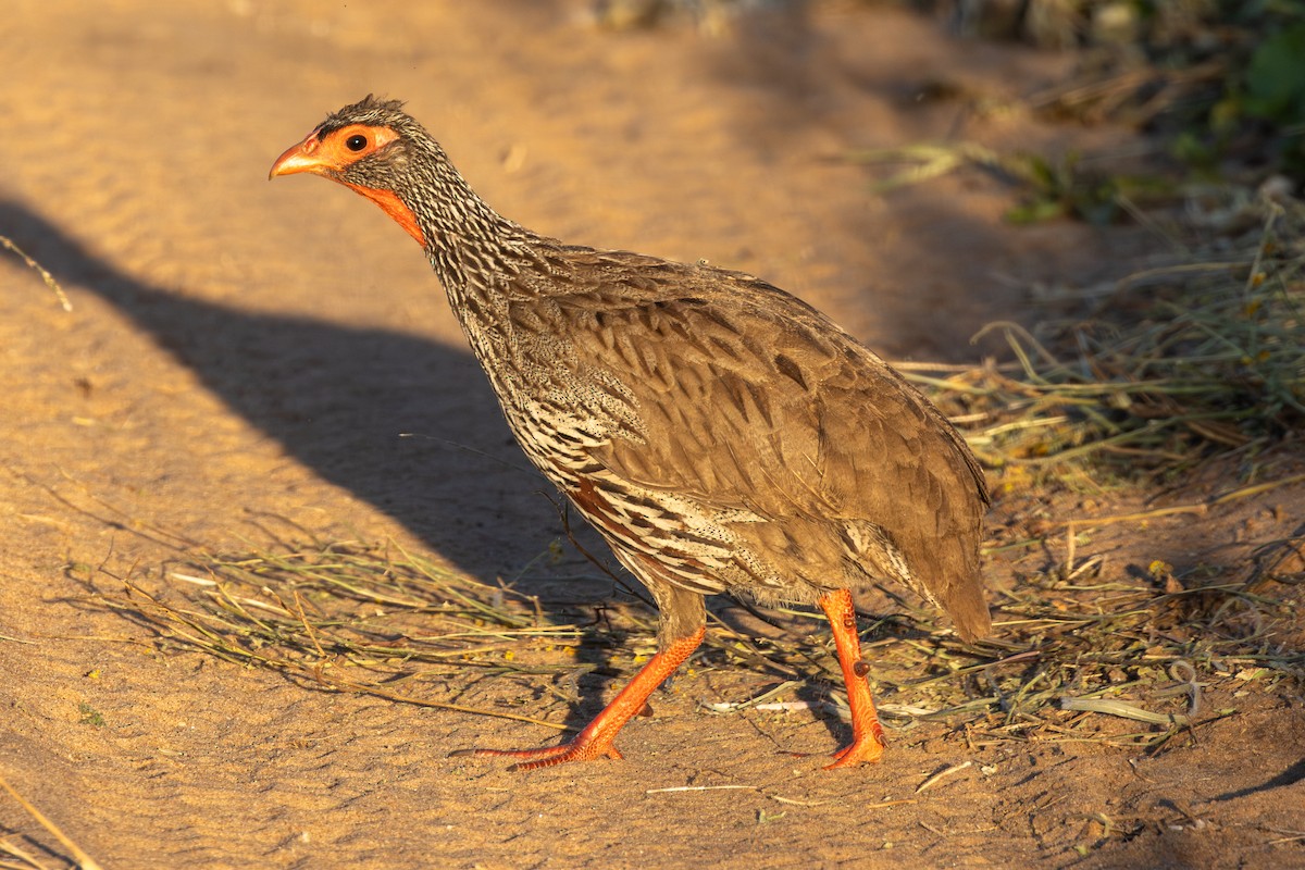 Red-necked Spurfowl - ML620728363