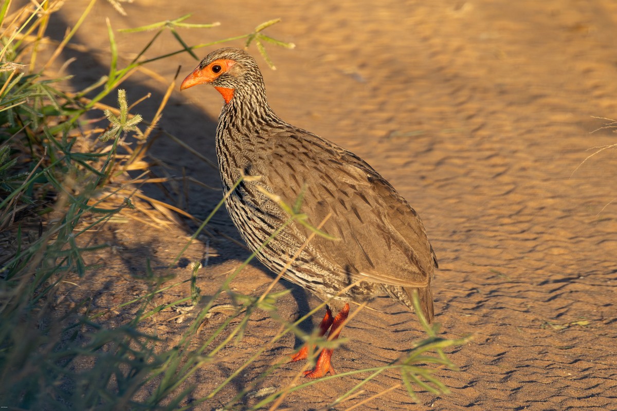 Red-necked Spurfowl - ML620728364