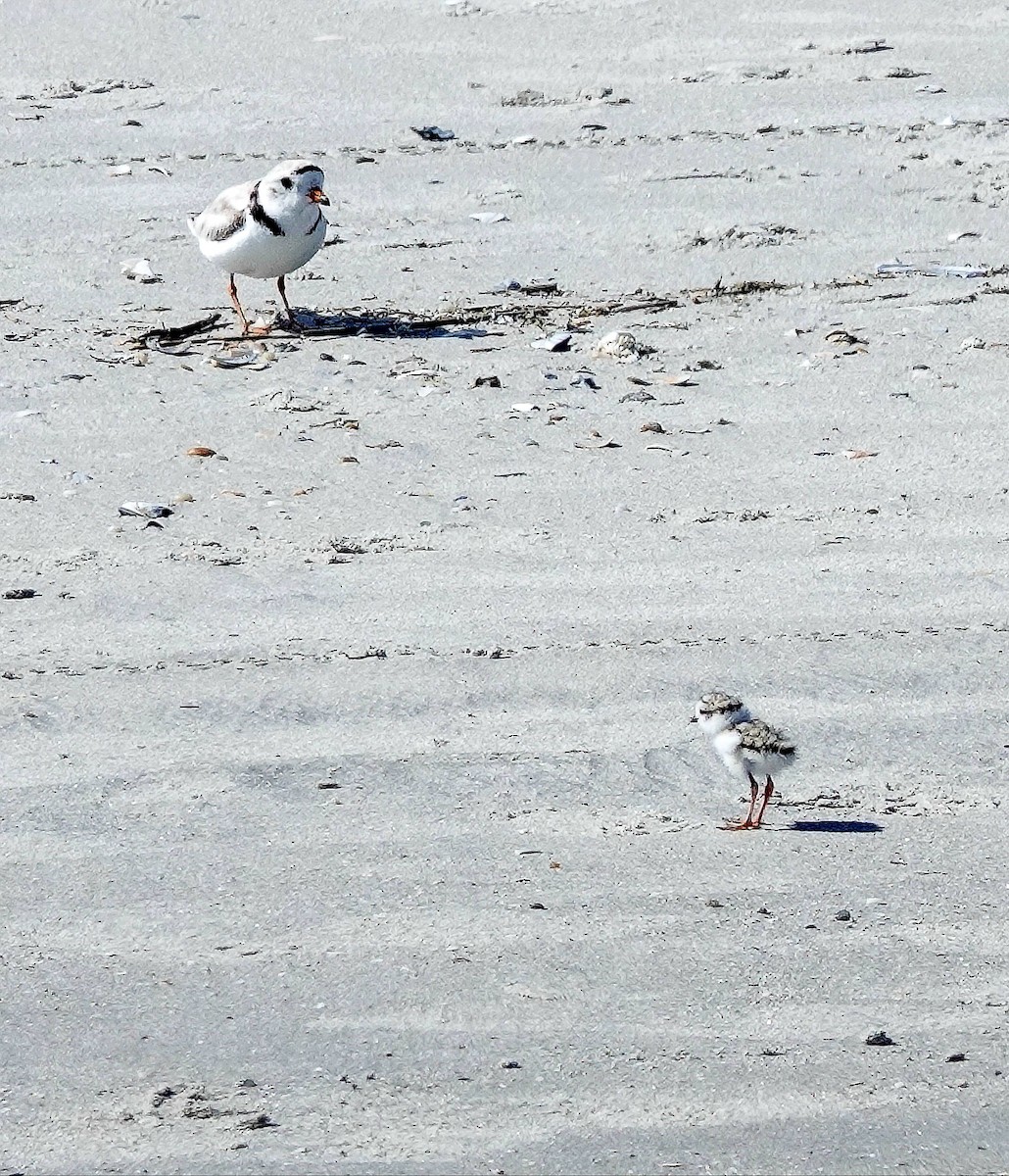 Piping Plover - ML620728366