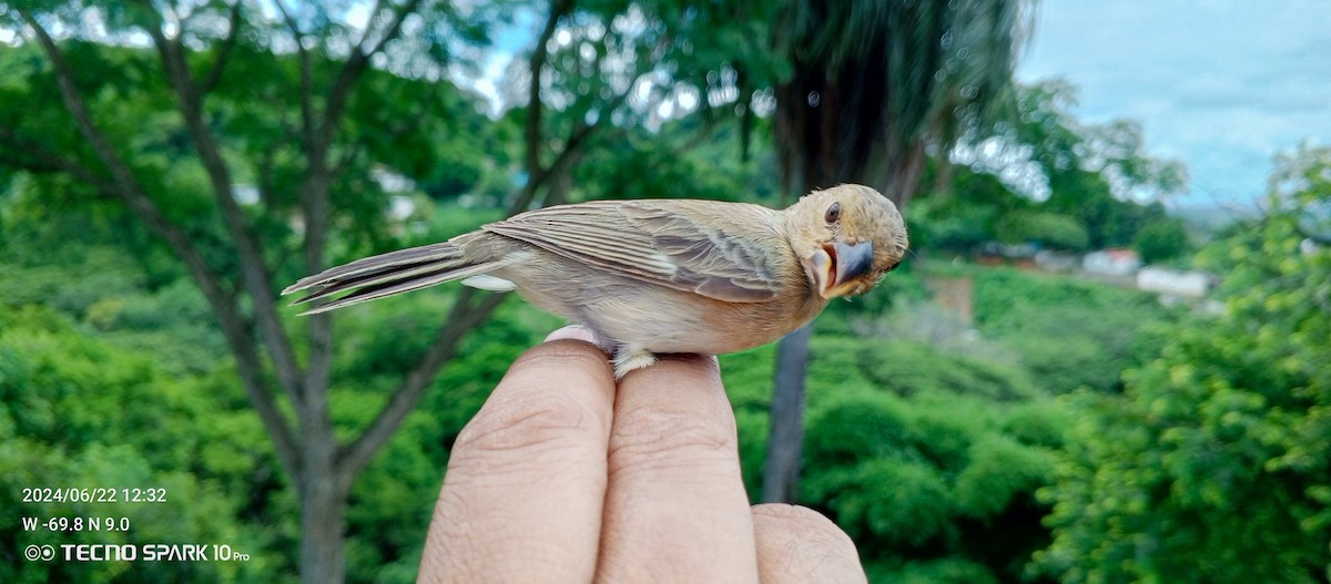 Gray Seedeater - ML620728367