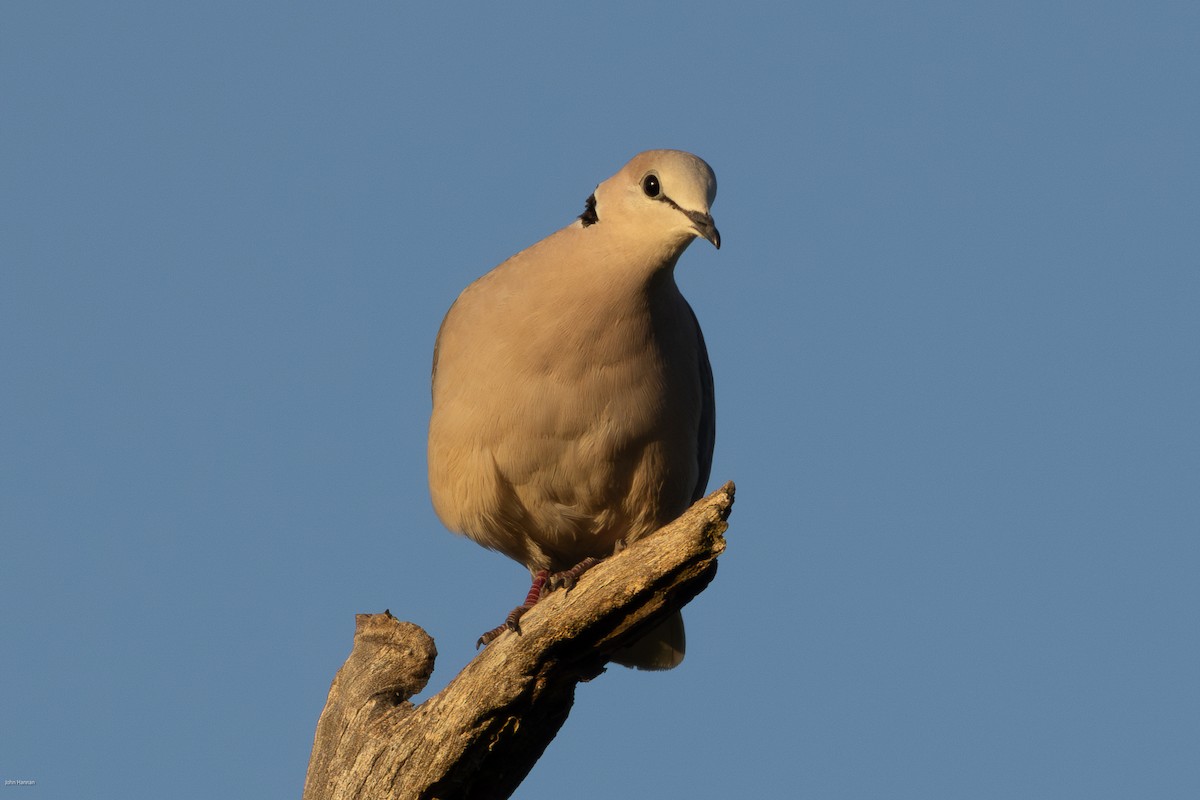 Ring-necked Dove - ML620728371
